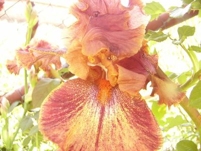 Iris Ruffled copper sunset