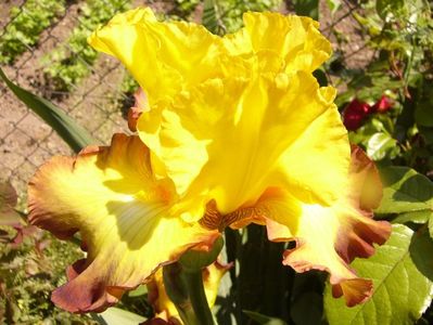 Iris Bold Vision