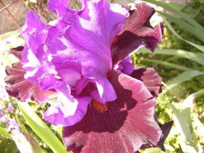 iris Wild Wings