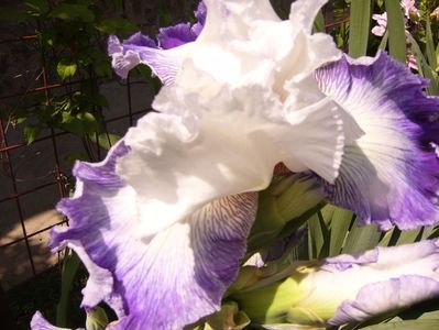 Iris Sixtine