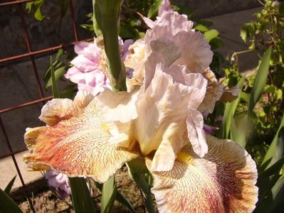 Iris Owyhee Desert