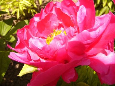 Paeonia Paula Fay