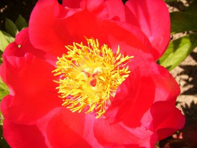 Paeonia Blaze