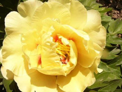 Paeonia itoh Grand Treasure