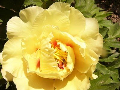 Paeonia itoh Grand Treasure