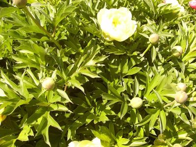 Paeonia itoh Bartzela