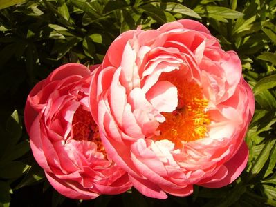 Paeonia Coral Charm