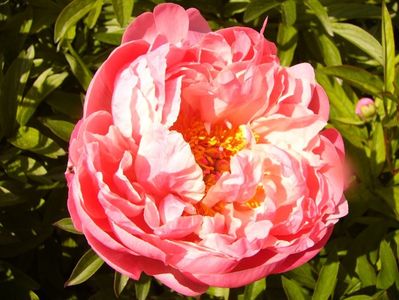 Paeonia Coral Charm