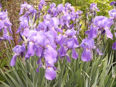 Iris Pallida Dalmatica