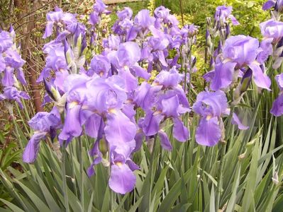 Iris Pallida Dalmatica