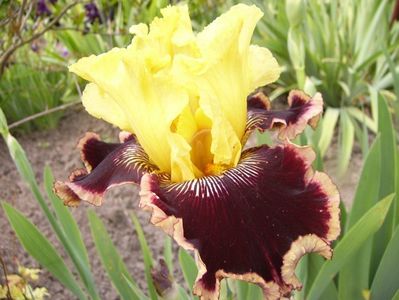 Iris Indulgence