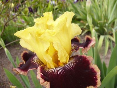 Iris Indulgence