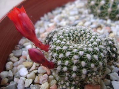 Rebutia krainziana