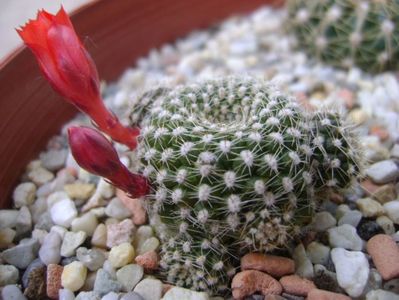 Rebutia krainziana