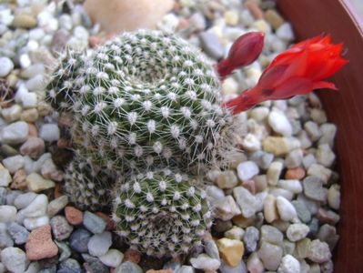 Rebutia krainziana