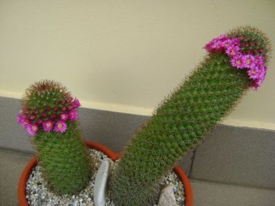 Mammillaria backebergiana