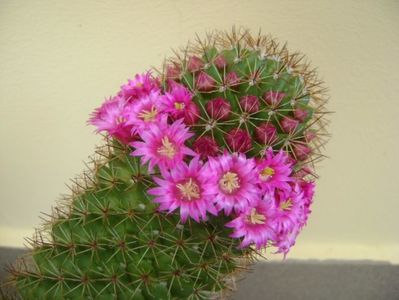 Mammillaria backebergiana