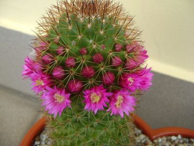 Mammillaria backebergiana