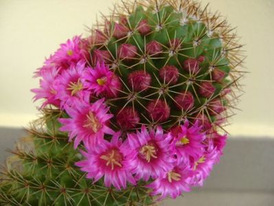 Mammillaria backebergiana