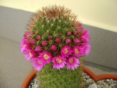 Mammillaria backebergiana