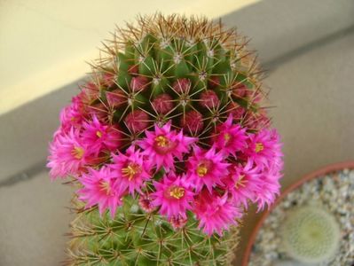 Mammillaria backebergiana