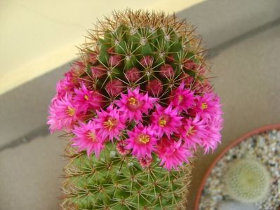 Mammillaria backebergiana