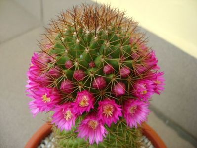 Mammillaria backebergiana