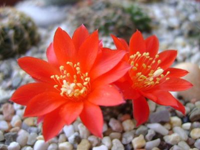 Rebutia krainziana