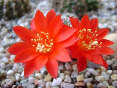 Rebutia krainziana