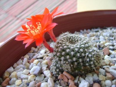 Rebutia krainziana