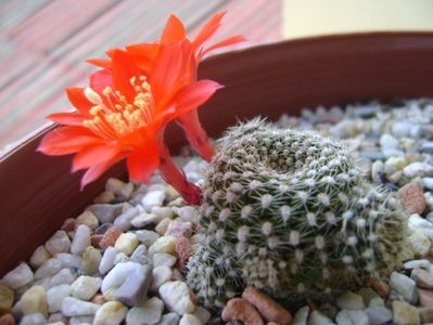 Rebutia krainziana