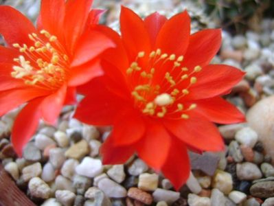 Rebutia krainziana