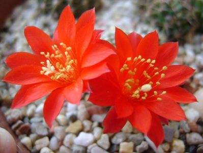 Rebutia krainziana