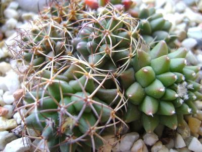 Mammillaria polythele cv. Stachellos & M. polythele ssp. obconella & M. polythele variegata; colonie formata din 3 varietati de Mammillaria polythele
