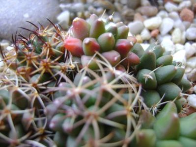 Mammillaria polythele cv. Stachellos & Mammillaria polythele ssp. obconella; colonie formata din 3 varietati de Mammillaria polythele
