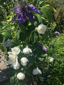 Philadelphus snowbelle si clamtis Multi blue