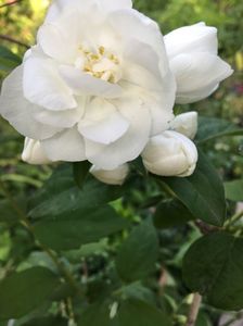 Philadelphus snowbelle