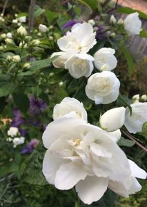 Philadelphus snowbelle