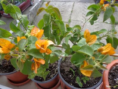 Bougainvillea