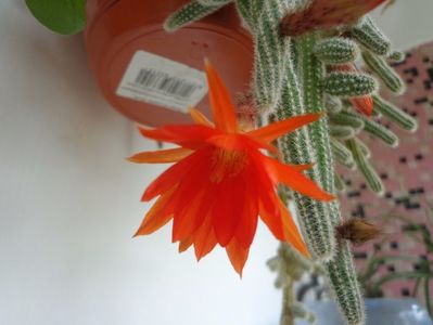 Chamaecereus sylvestrii