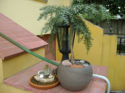 Araucaria cunninghamii v. glauca