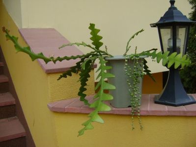 Epiphyllum anguliger (Selenicereus anthonyanus)