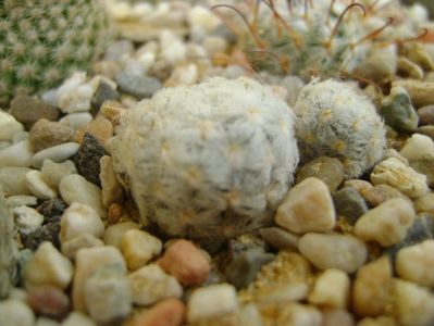 Mammillaria duwei