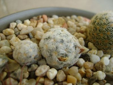 Mammillaria duwei