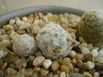 Mammillaria duwei