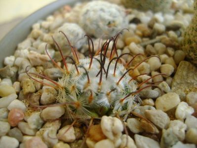 Mammillaria perezdelarosae