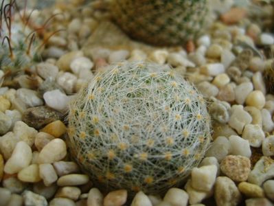 Mammillaria lenta