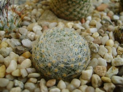 Mammillaria lenta