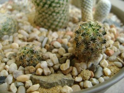 Mammillaria hernandezii