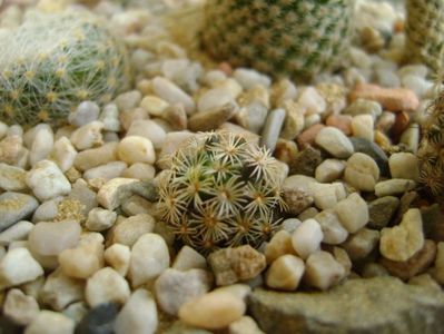 Mammillaria hernandezii